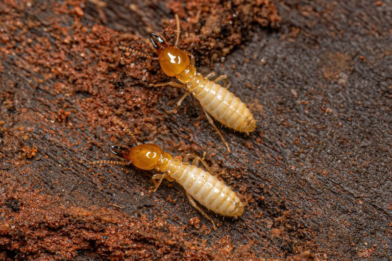 Termite Damage Repair