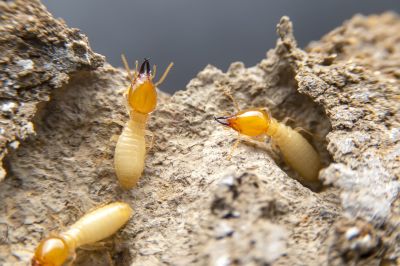 Cost of Termite Damage Repair — Cost of Termite Damage Repair
