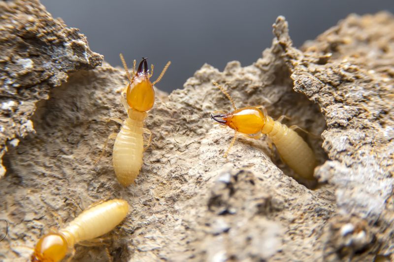Products For Termite Damage Repairs in use