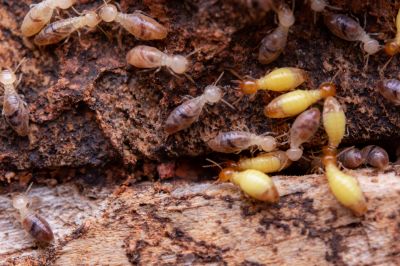 Termite Damage Repair