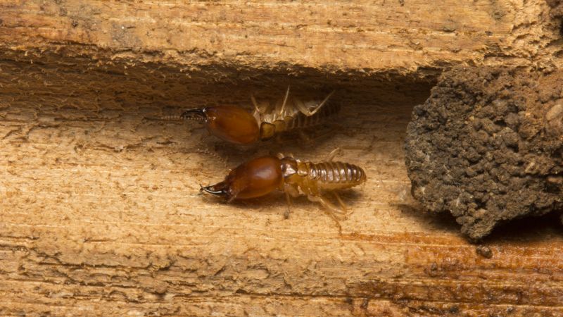 Termite Damage Repair