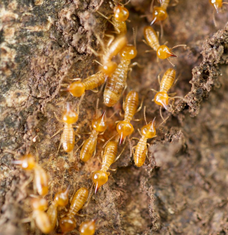 Termite Damage Repair