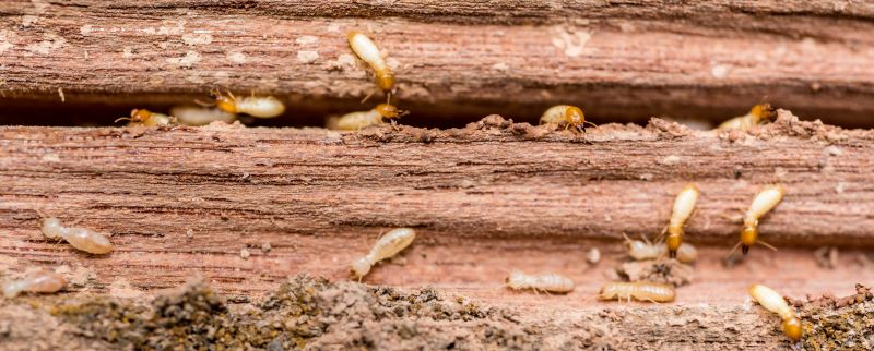 Effective Termite Treatments