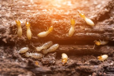 Signs of Termite Infestation